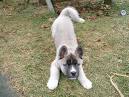 Akita Husky Mix: Fun Facts, Personality, Care, and Training