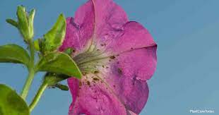 Petunia plants will rot if left in standing water. How To Get Rid Of Aphids On Petunias Plantcaretoday