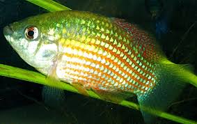 20 gallons is the absolute minimum for housing more than 1 of these fish (or with any. American Flagfish Care And Breeding Guide The Aquarium Guide
