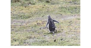 See how your data is managed. Figure S1 Gentoo Penguin Walking Toward The Sea Fitted With An Animal Download Scientific Diagram