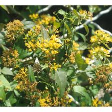 Image result for Senecio deltoideus