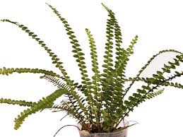 Image result for Asplenium trichomanes