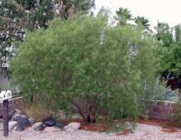 Check spelling or type a new query. Norm S Favorite Desert Trees Nevada Public Radio