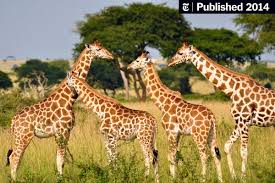 Check spelling or type a new query. Our Understanding Of Giraffes Does Not Measure Up The New York Times