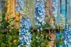 1753 è un genere di piante spermatofite dicotiledoni appartenenti alla famiglia delle lamiaceae, dall'aspetto di piccole erbacee annuali o perenni dalla tipica infiorescenza a spiga. Delphinium Con I Suoi Fiori Violetti Disposti A Pannocchia Illumina Il Giardino