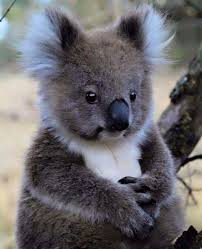 Koalabay On Instagram Patient Koala Waiting For His Mom Cute Koalas Cute Animals Cute Baby Animals Animals Beautiful