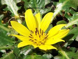 Image result for Haplocarpha