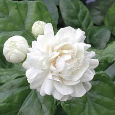 Image result for Jasminum bakeri