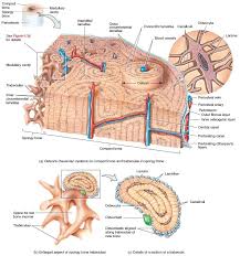 Due to the strong nature of compact bone compared to spongy bone it is the preferred tissue for strength. Histology Of Compact And Spongy Bone Anatomy Pinterest