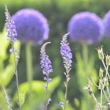 Image result for Triraphis purpurea