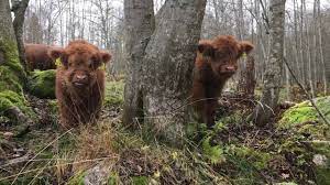 Scottish Highland Cattle In Finland Fluffy Mini Moos And Alders Youtube