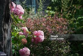 Image result for Hydrangea arborescens Pink Anabelle