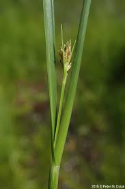 Image result for Rhynchospora gracillima