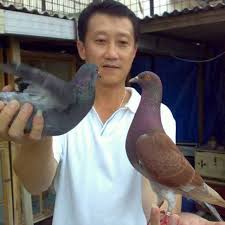 We did not find results for: Memilih Merpati Balap Berkualitas Juara Dunia Hobi
