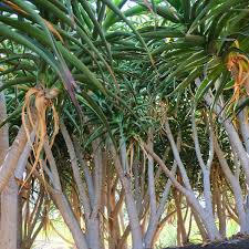 Image result for Aloe bukobana