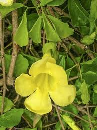 Image result for Dolichandra