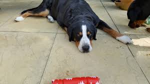 Buy and sell greater swiss mountain dogs puppies & dogs uk with freeads classifieds. Swisshaven Great Swiss Mountain Dogs Home Facebook