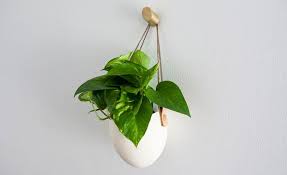 Ivory Spora Hanging Planter By Light Ladder