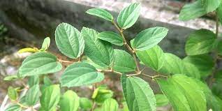 Memberi perhatian kepada beberapa jenis haiwan tertentu malah. Tanaman Istimewa Disebut Dalam Al Quran Bidara Kaya Manfaat Untuk Kesehatan Hingga Menangkal Jin Seputar Lampung