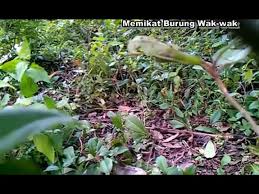 Padahal bagi sebagian orang biawak adalah menu yang lejat. Cara Menangkap Menjebak Menjerat Burung Wak Wak Kruak Kruak Video Dailymotion