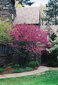 Forest Pansey Redbud Tree Photos Forest Pansy Redbud Cercis Canadensis Forest Pansy At Chalet Landscaping Trees Redbud Tree Garden Trees