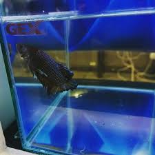 Going Aquarama Suntec City Be Sure To Catch The Giant Betta Displays Reinbiotech Gexjapan Bettaclubsg Bettasg Betta Sgaquarium S Pets Betta Fish Pet