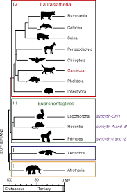 Euarchontoglires (synonymous with supraprimates) is a clade and a superorder of mammals, the living members of which belong to one of the five following groups: Ancestral Capture Of Syncytin Car1 A Fusogenic Endogenous Retroviral Envelope Gene Involved In Placentation And Conserved In Carnivora Pnas