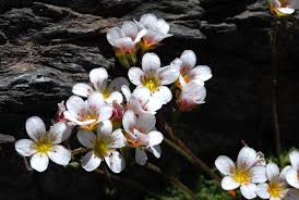 Image result for Galiniera saxifraga