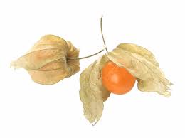 Physalis Angulata PNG Transparent Images Free Download | Vector Files |  Pngtree