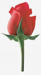 Jaspal singh when placed in hair, they beautify her. Love Flower For Girlfriend Hd Png Download 1513x2659 3545750 Pngfind