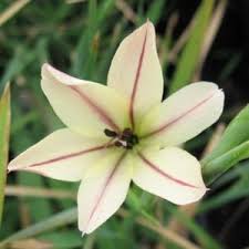 Image result for Cyrtanthus mackenii