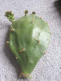 While it didn't look great at move in, it has or could it be a fungus/pest? Cactus And Succulents Forum What S Wrong With This Prickly Pear Pad Cutting Garden Org
