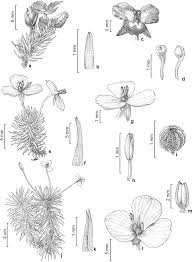 Image result for Mayacaceae