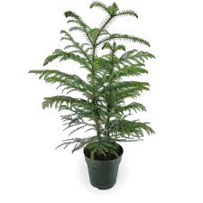 Image result for Araucaria heterophylla