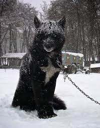 Majestic Black Wolf Hybrid Hybrid Dogs Wolf Hybrid Dogs Wolf Dog
