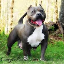 We did not find results for: Xl Xxl Pitbull Puppies For Sale Bully Puppies Top Bloodline