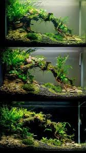  21 Best Aquascaping Design Ideas To Decor Your Aquarium Tips Inside Homelovers Fresh Water Fish Tank Aquarium Fish Fish Tank