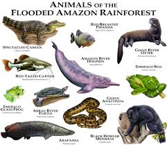 Animals Of The Flooded Amazon Rainforest Art Print By Wildlife Art By Roger Hall X Small In 2020 Amazon Animals Amazon Rainforest Animals Rainforest Animals