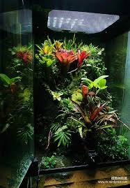 Need Ideas For A Skyscraper Tank With No Background Dendroboard Fish Tank Terrarium Terrarium Tank Reptile Terrarium