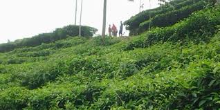 04.02.2019 · anak pramuka di kebun sawit date: Kebun Teh Medini Kendal Seperti Berada Di Negeri Awan Halaman All Kompas Com