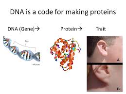 What are character traits and how can they help you in your job search? What Is The Relationship Between Dna Genes Proteins And Traits