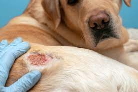 atopic dermatitis dogs