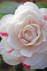 Buy April Dawn Camellia Plants For Sale Online From Wilson Bros Gardens Camellia Plant Plant Pot Diy Flowers