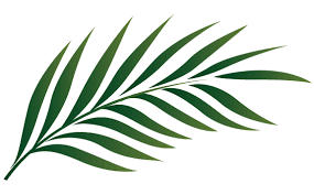 Related Image Leaf Outline Leaf Images Palm Leaves