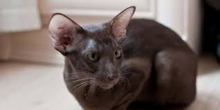 Oriental Breeds Info Temperament Kitten Names Price Cat Breeds All Cat Breeds Oriental Shorthair