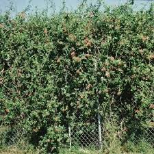 Image result for Caprifoliaceae