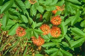 Image result for Combretum