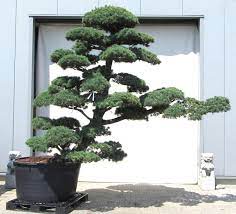 Bonsai pics | bonsai trees on instagram: Bonsai De Shop Gartenbonsai Kiefer Kiefer44 Gartenbonsai Madchenkiefer Ca 50 Jahre