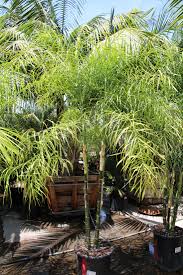 Image result for Chamaecrista plumosa