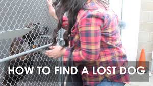 Contact 311 for assistance from animal care. Lost Found Pets On Cape Cod